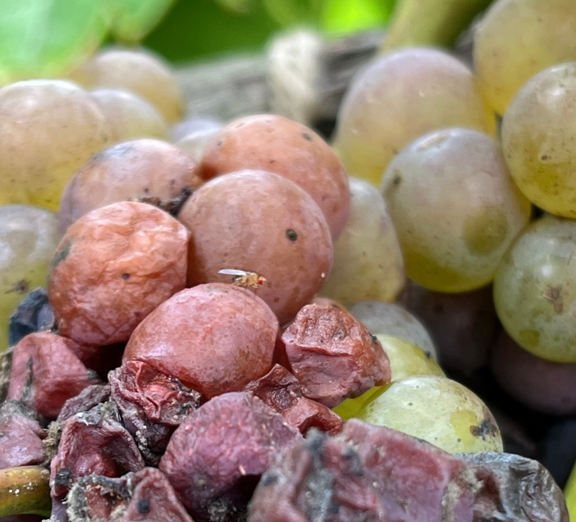 Grapes